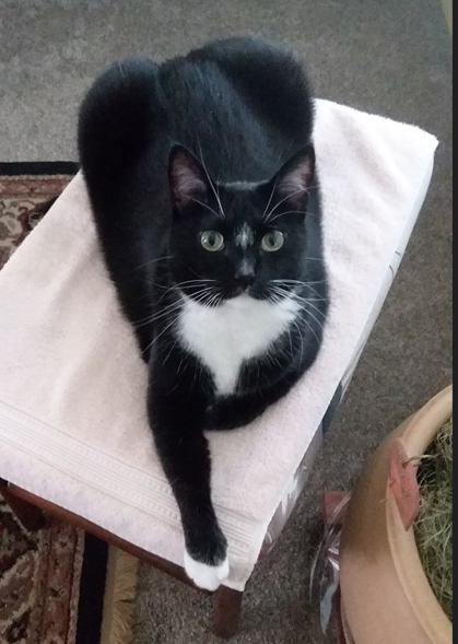 /lostandfound/images/lnfpets/original/151947_6208_Sheba 3 pix.PNG